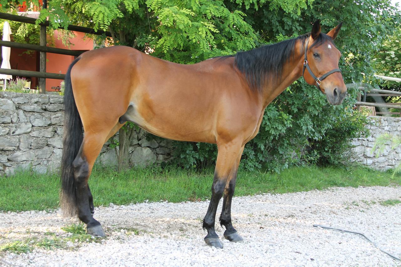 Allegra Fattoria Malchina Экстерьер фото